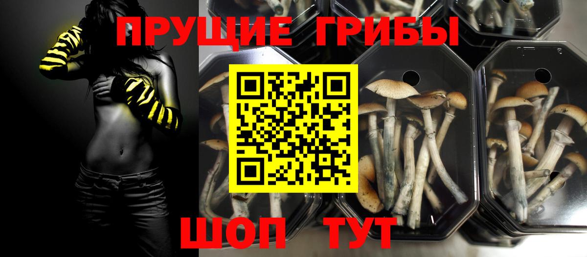 Галлюциногенные грибы ЛСД  Вход с VPN  Светлоград 